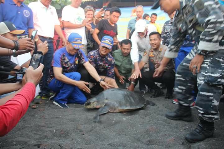 Dokumentasi dari - Kapolres Buleleng Lepas 73 Tukik dan 1 Penyu di Pantai Penimbangan