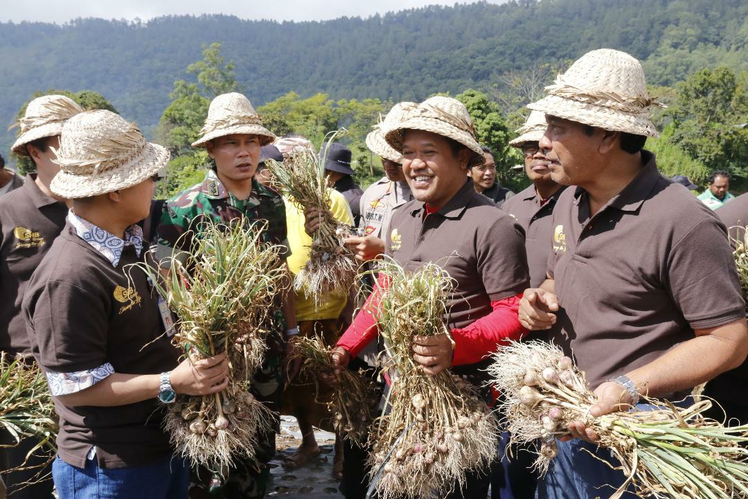 Dokumentasi dari - Wabup Sedana Arta Panen Perdana Bawang Putih di Desa Buahan Kintamani