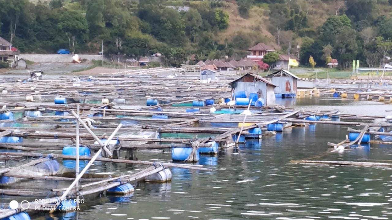Dokumentasi dari - Semburan Belerang di Danau Batur, Mematikan Ribuan Ikan di Dalam K J A