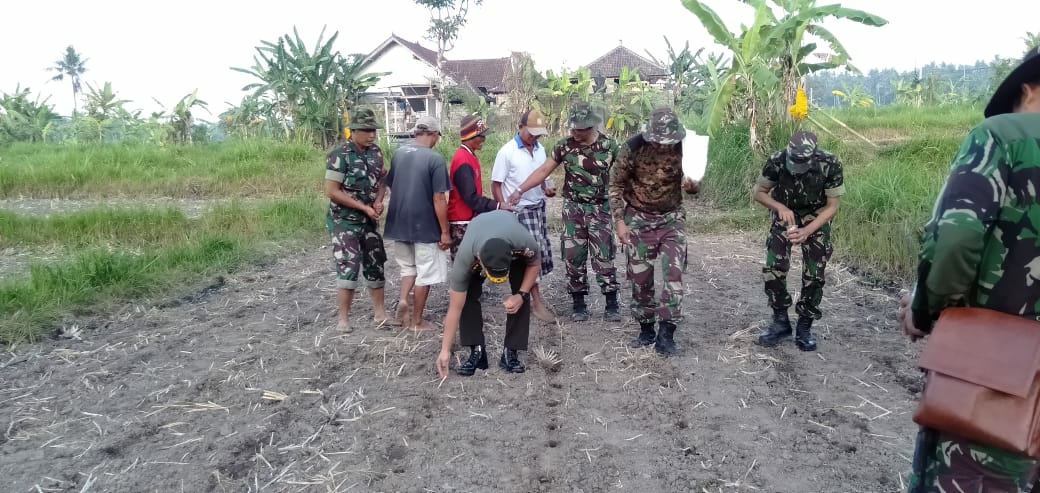 Dokumentasi dari - Dandim Karangasem Nanam Jagung untuk Dukung Ketahanan Pangan 