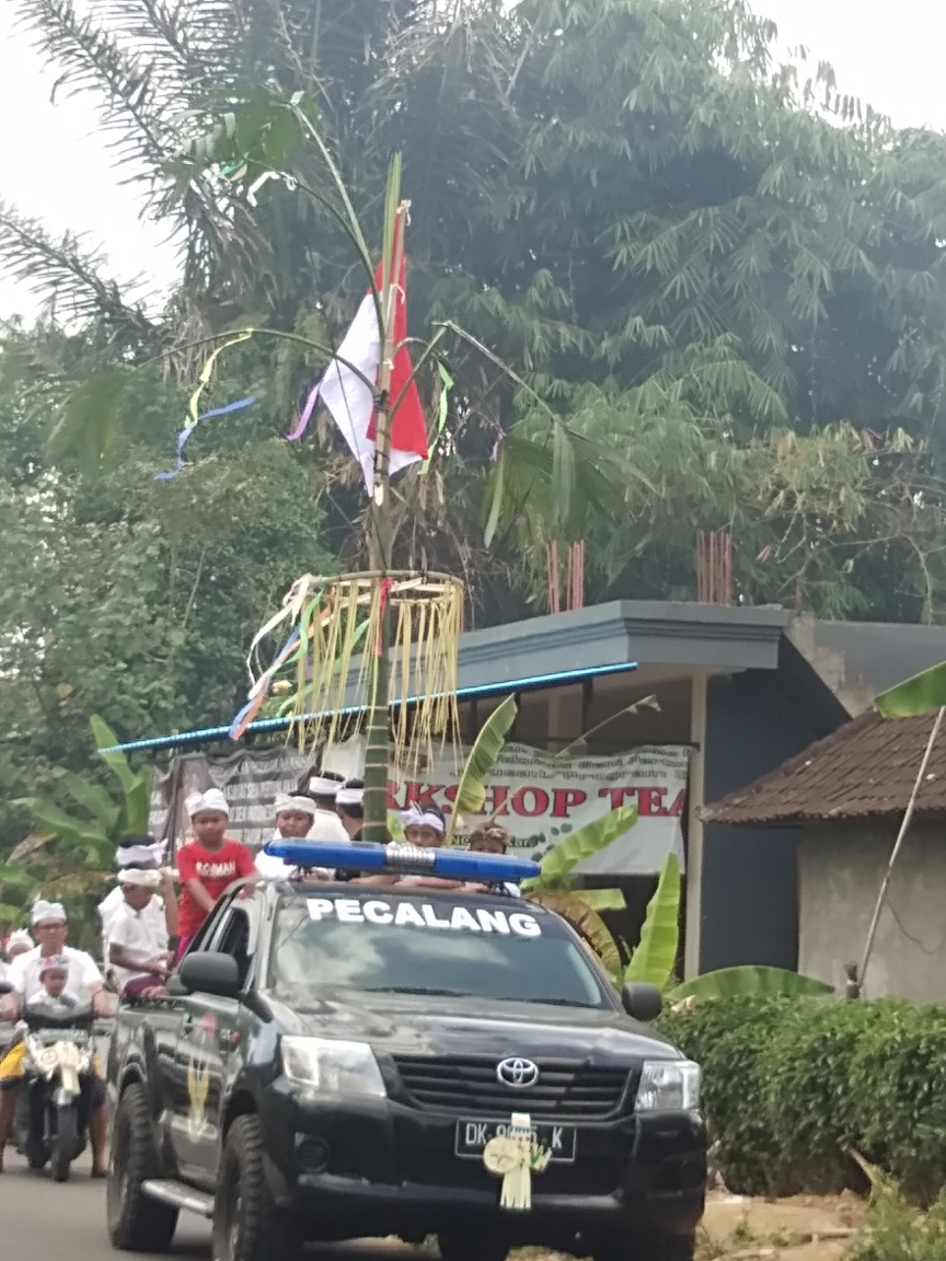 Dokumentasi dari - Disakralkan, Raja Kuning di Banjar Sema Payangan, Gianyar