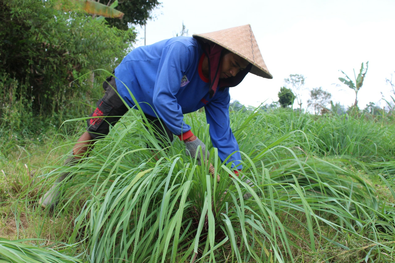Dokumentasi dari - 100 Persen Organik, Sereh Wangi Puri Organic Farm Bahan Baku Minyak Belog Mahatri