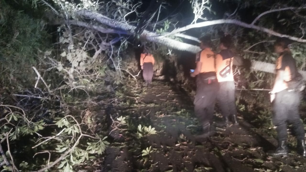 Dokumentasi dari - Pohon Tumbang Timpa kabel Listrik PLN 