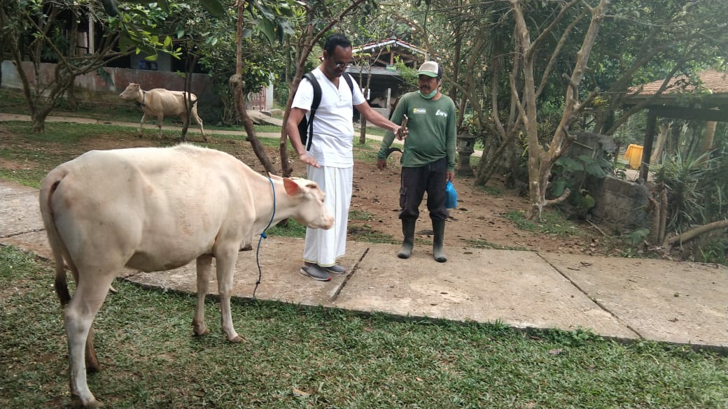 Dokumentasi dari - Komitmen Lestarikan Sapi Putih di Desa Taro