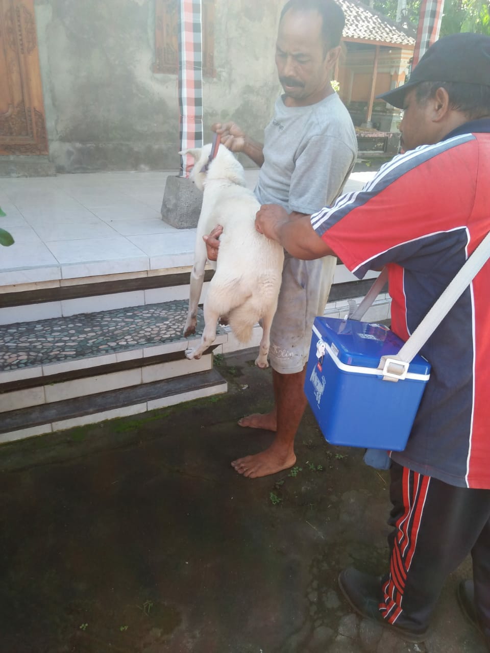 Dokumentasi dari - Masyarakat Hendaknya Aktif Serahkan Anjing untuk Divaksin