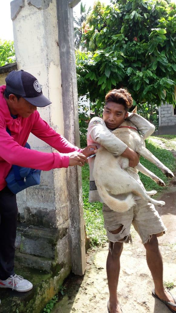 Dokumentasi dari - Masih Dijumpai Anjing Positif Rabies di Bangli