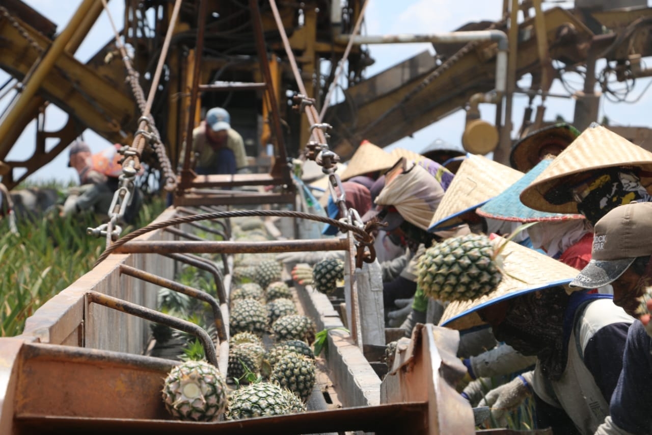 Dokumentasi dari - To Develop Bananas, Bali Visits GGF Global Farming Company in Lampung