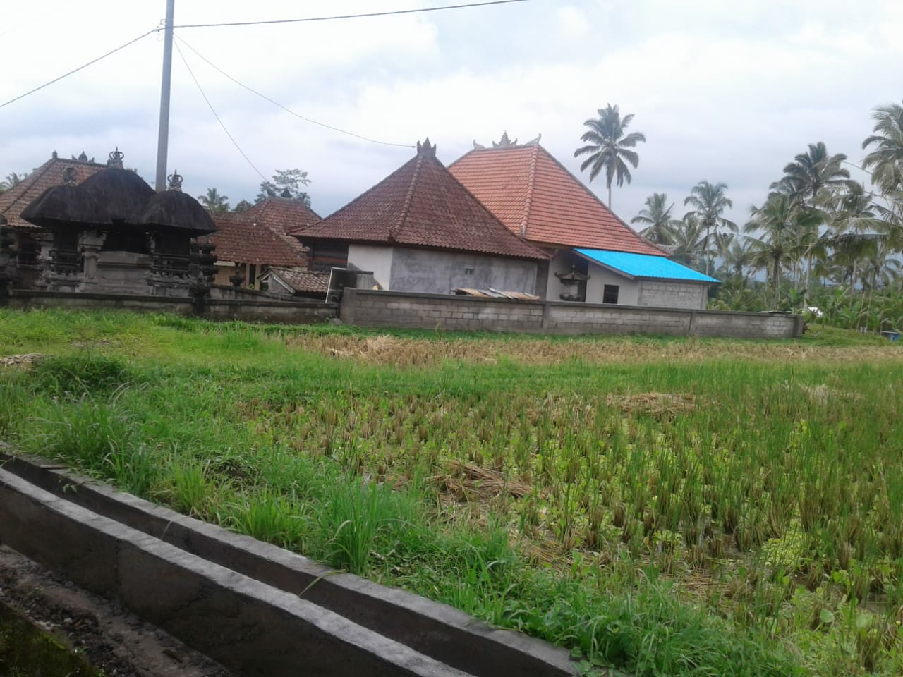 Dokumentasi dari - Subak Puakan di Kabupaten Gianyar Perlu Diselamatkan