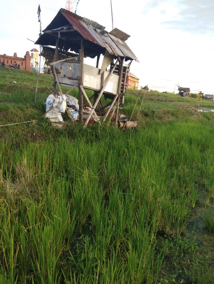 Dokumentasi dari - Penghargaan Walikota kepada Subak Pagutan Denpasar Mulai Sia-sia
