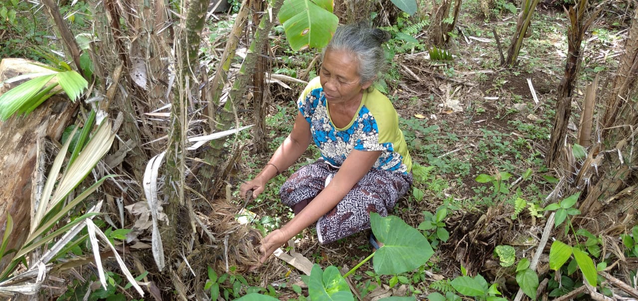 Dokumentasi dari - Salak Gulapasir dan Nangka, Unggulan Bali Yang Punya Prospek Sangat Baik Untuk Ekpor