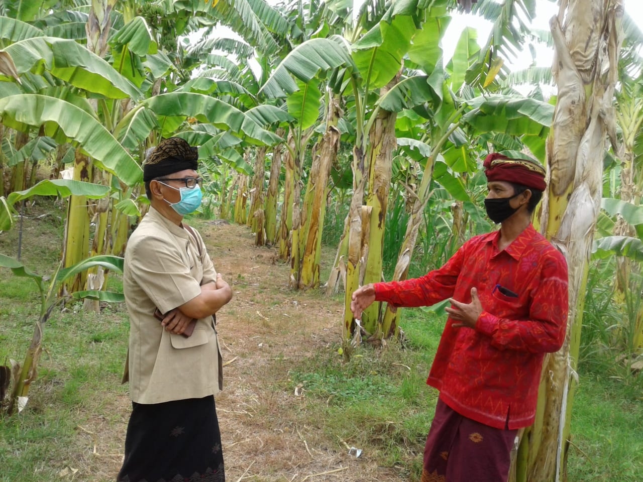 Dokumentasi dari - Membangun Desa dengan Tanaman Pisang 