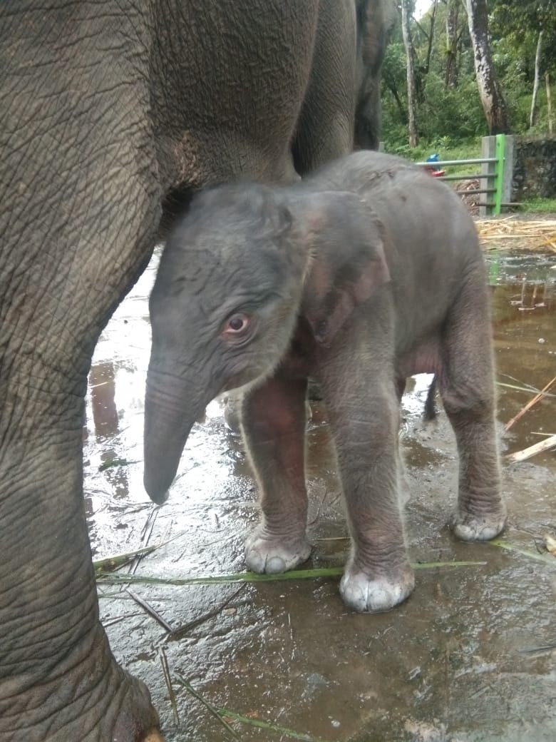 Dokumentasi dari - Anak Gajah Sumatera Lahir di PLSK Tangkahan