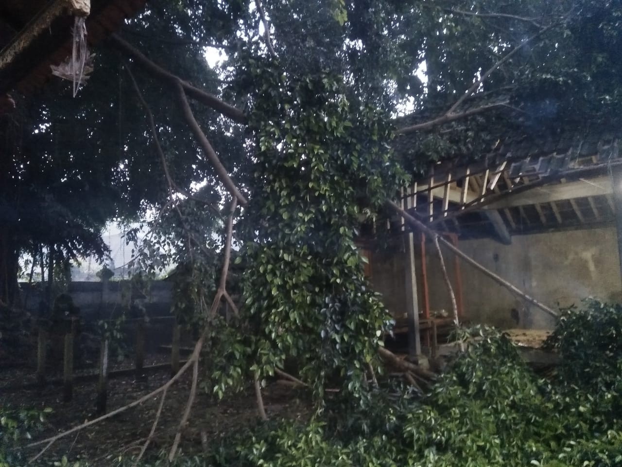 Dokumentasi dari - Dahan Beringin Pura Jagat Karana, Desa Adat Serokadan Menimpa Bale Paselang
