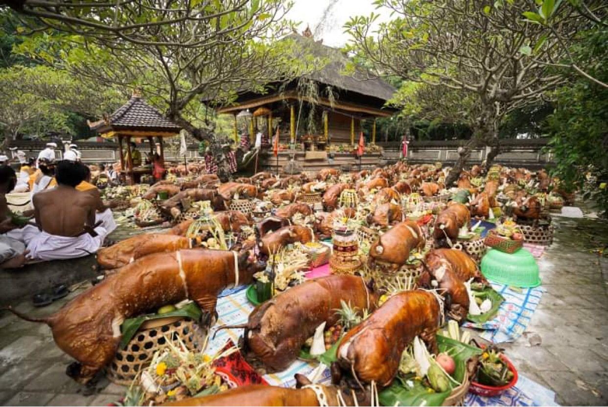 Dokumentasi dari - Ratusan Babi Guling Dihaturkan di Pura Dalem Desa Pakraman Timbrah