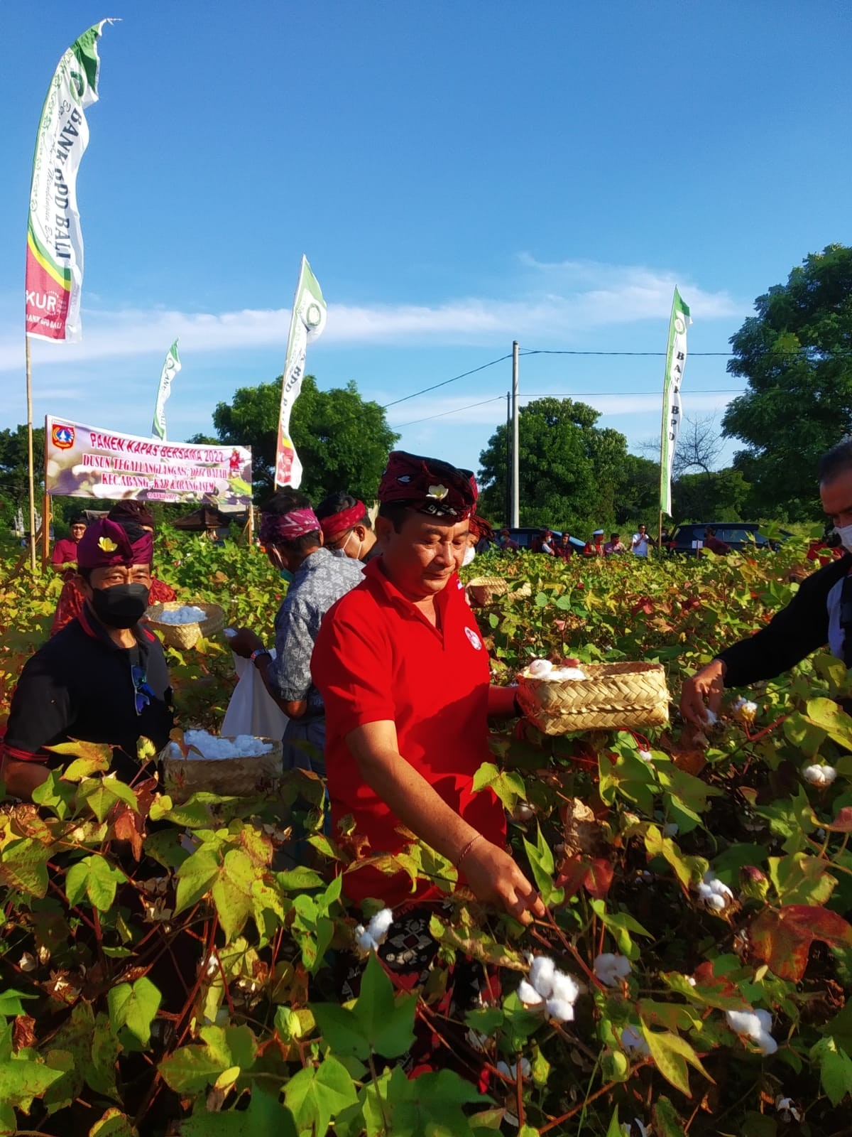 Dokumentasi dari - Bupati Karangasem Dana Panen Kapas 