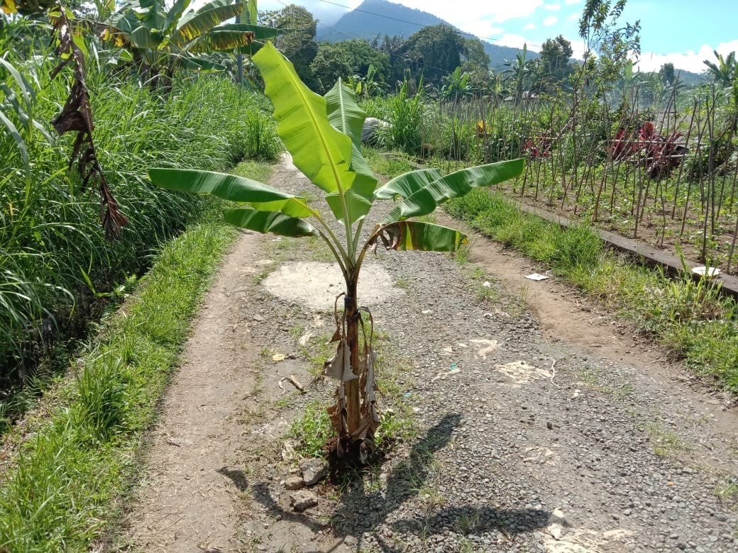 Dokumentasi dari - Jalan Rusak, Warga Juwuk Legi Diminta Bersabar