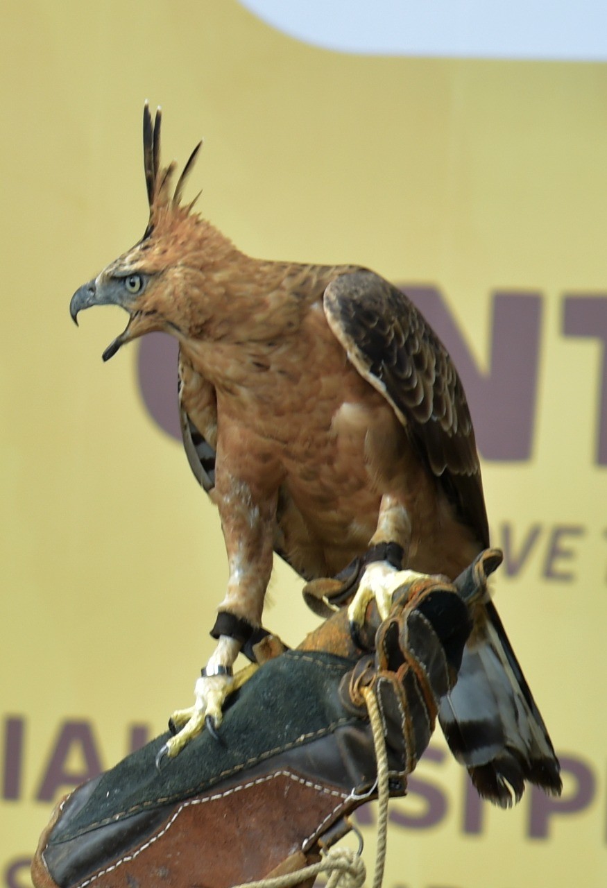 Dokumentasi dari - Gugah Kepedulian Generasi Muda Program Pendidikan Konservasi Elang Jawa