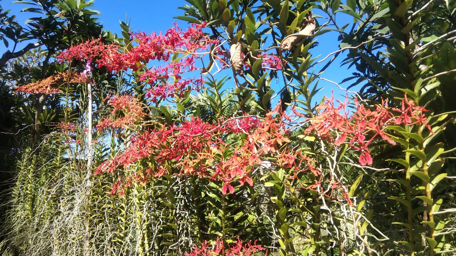 Dokumentasi dari - Duta Orchid Garden: Inovasi dan Kreasi untuk Edukasi Anggrek