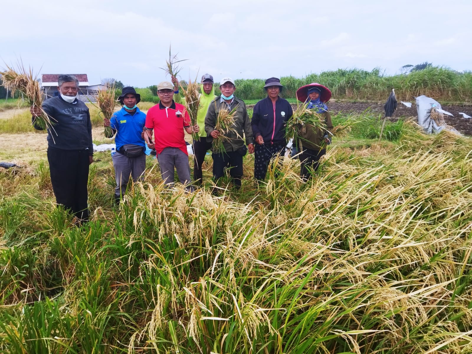 Dokumentasi dari - Sunada Ikut Panen Padi Salibu, Distan Bali Bangun Petani untuk Swasembada Beras