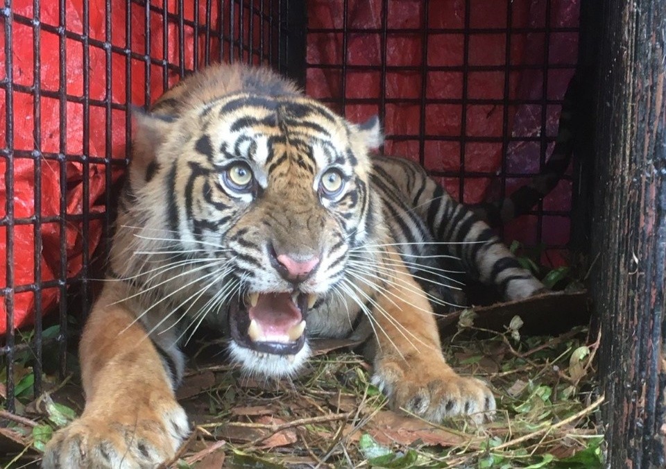 Dokumentasi dari - Penanganan Konflik Manusia dan Harimau Sumatra di Tapaktuan Aceh Selatan