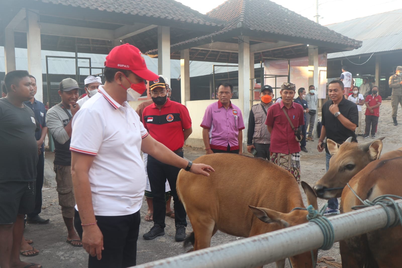Dokumentasi dari - Bupati Gede Dana Pantau Pasar Hewan Rubaya, Minta Medik Veteriner Ditugaskan Setiap Pasaran 