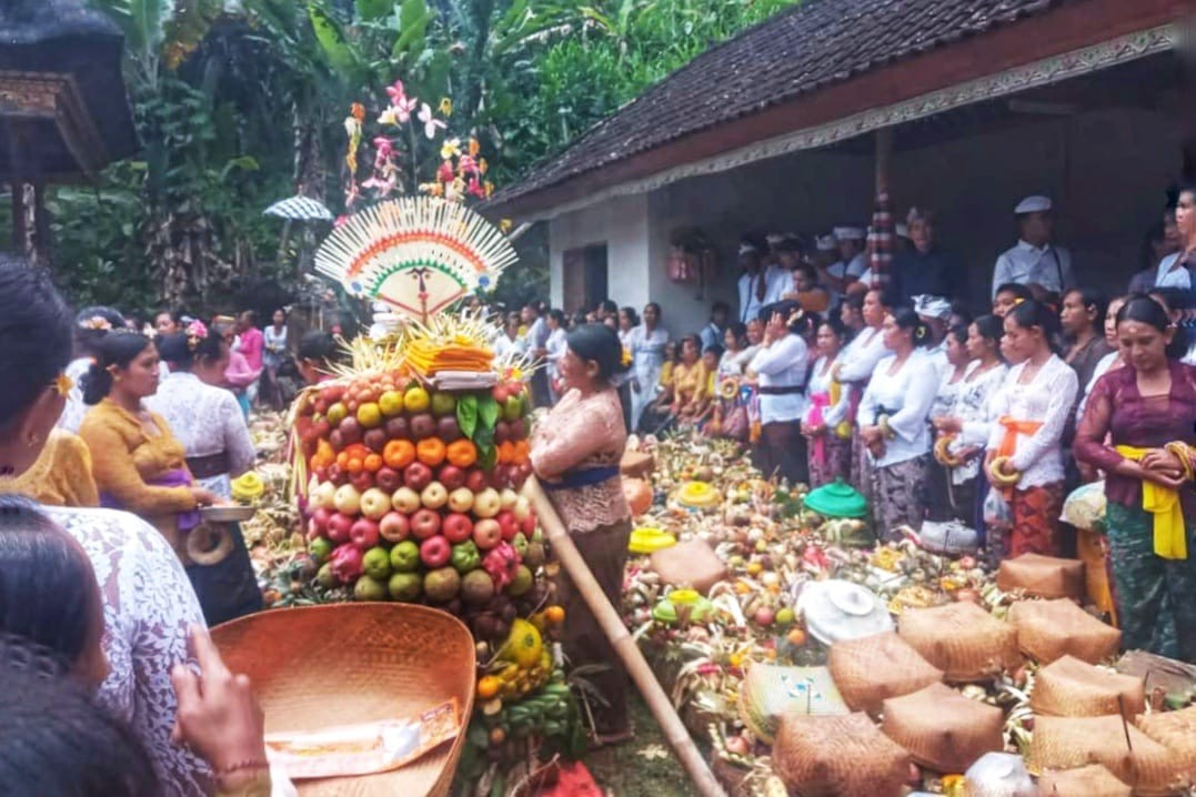 Dokumentasi dari - Ngusaba Dodol Tradisi Unik Krama Padang Tunggal Sejak Ratusan Tahun Silam di Karangasem 