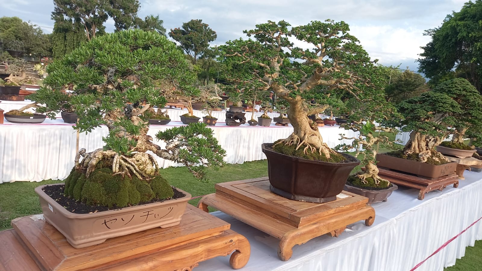 Dokumentasi dari -  200 Pohon Bonsai, Meriahkan HUT Ke-419 Kota Singaraja