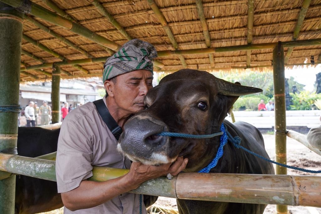 Dokumentasi dari - Sapi Bali Jantan Bibit Berlomba Meriahkan HUT Kota Gianyar