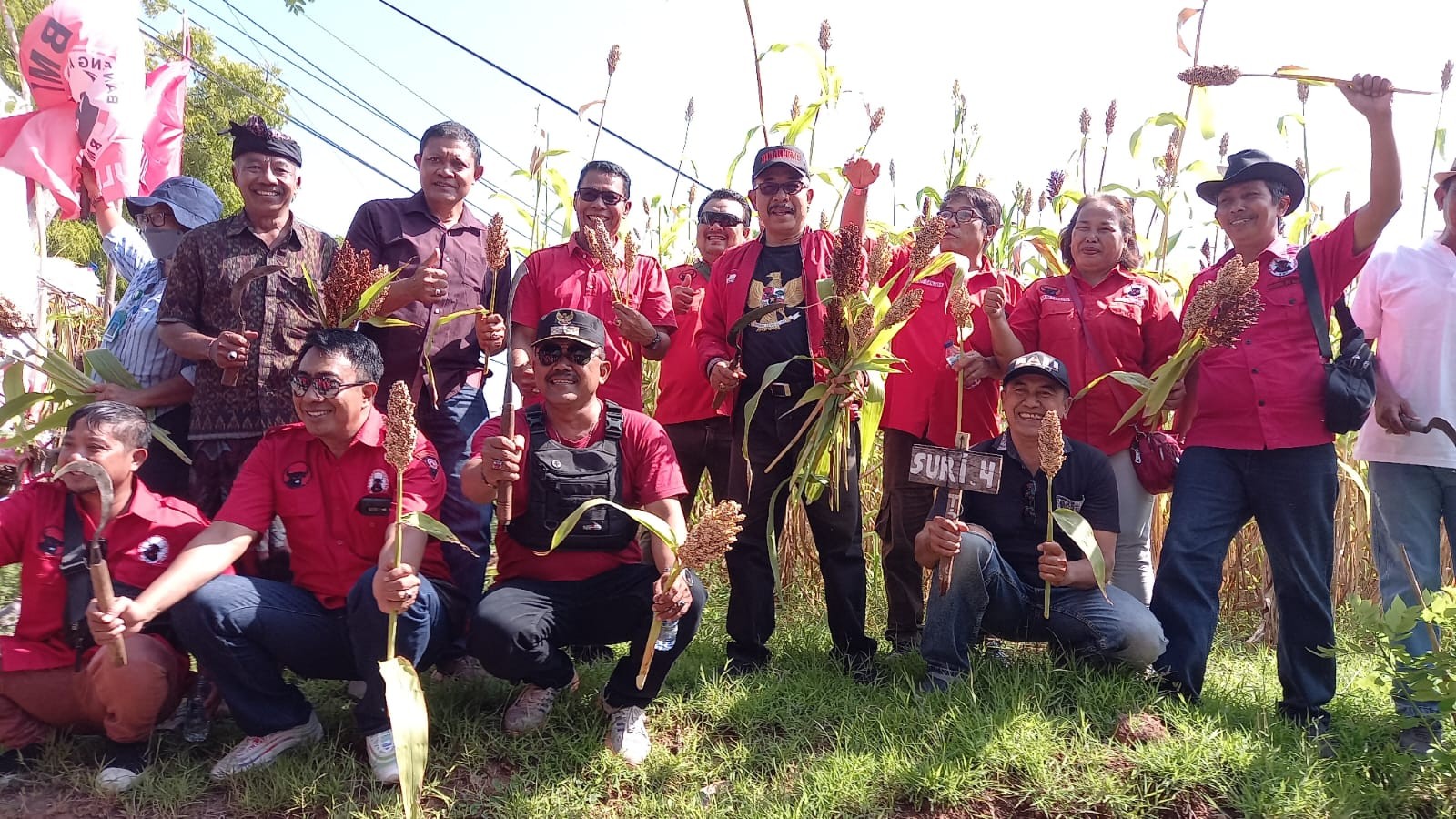 Dokumentasi dari - BMI Buleleng Lakukan Panen Raya Sorgum pada Lahan Kering di Kubutambahan