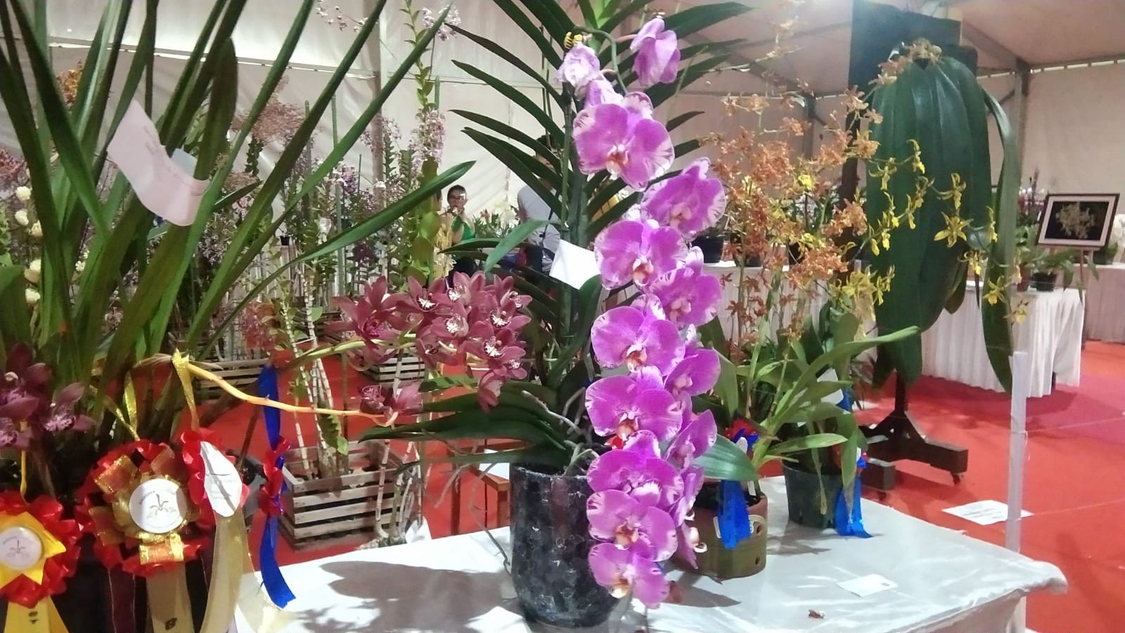 Dokumentasi dari - Harga Special, Pengunjung Banjiri Festival Anggrek KemBali Internasional  2023