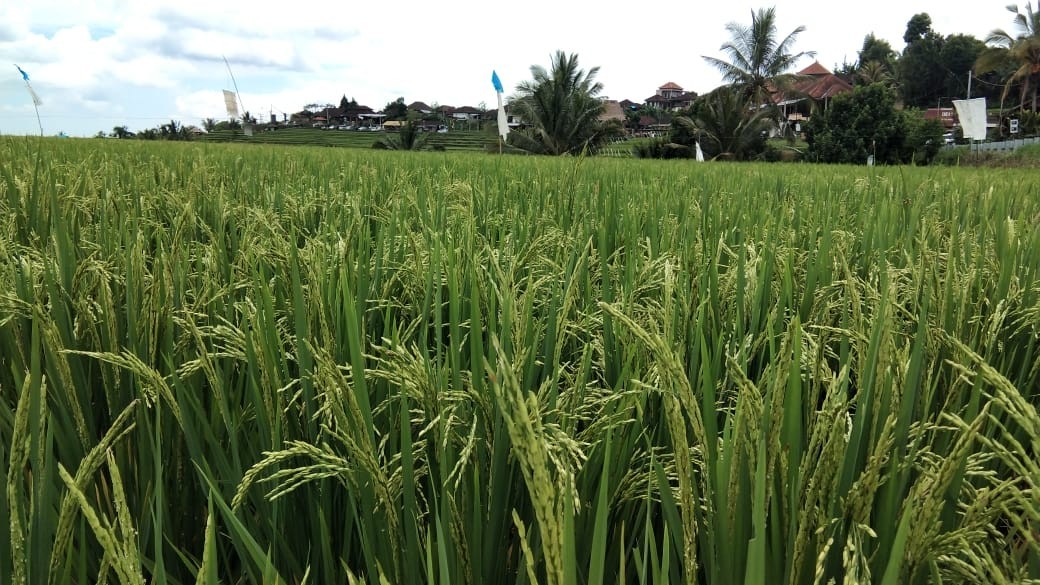 Dokumentasi dari - Kearifan Lokal Bali Soma Ribek dan Hari Pangan