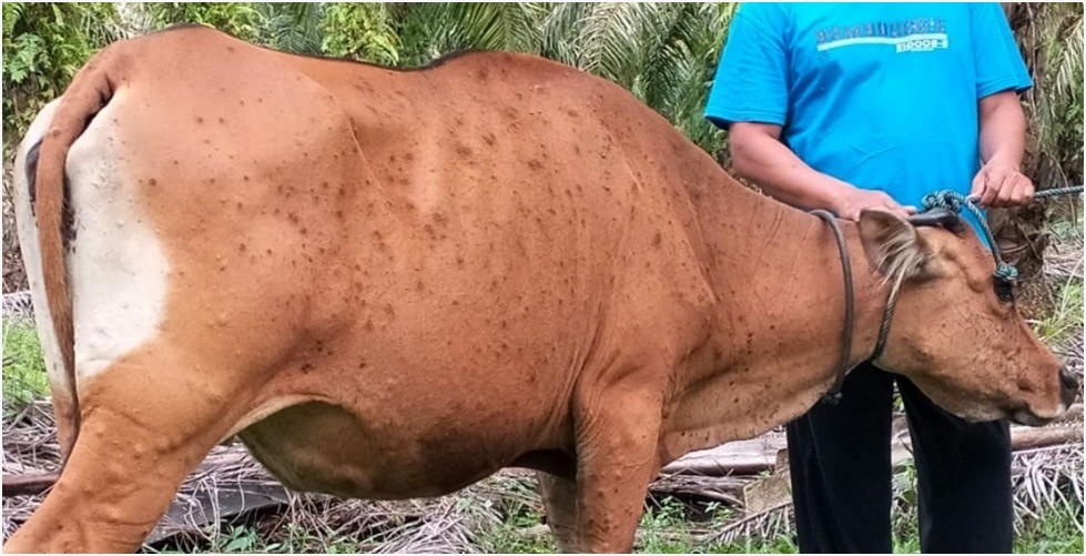 Dokumentasi dari - Bali Perlu Membangun Kesiapsiagaan Hadapi Penyakit LSD pada Sapi dan Kerbau