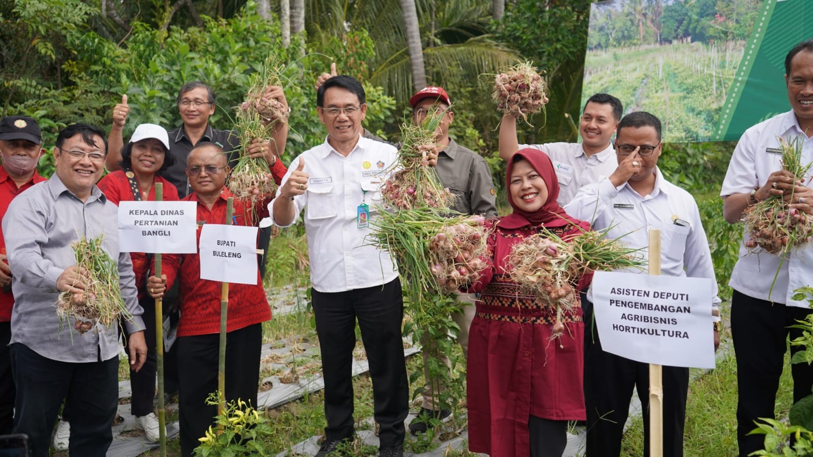 Dokumentasi dari - Panen  Cabai dan Bawang  Merah di Subak Lanyahan Desa Bila Kubutambahan Buleleng