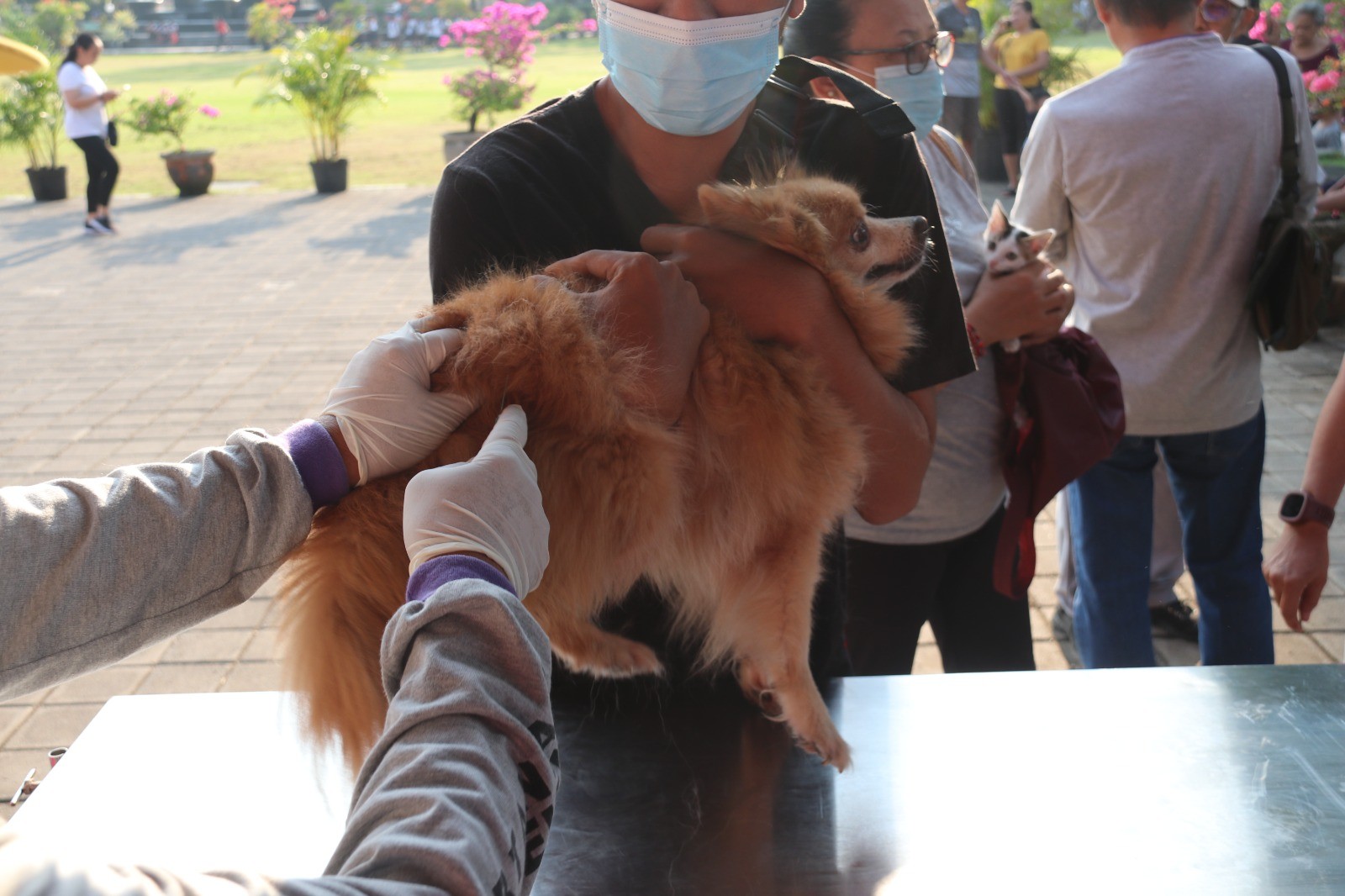 Dokumentasi dari - Buleleng Melebihi Target Vaksinasi Rabies dalam Peringatan WRD 2023 