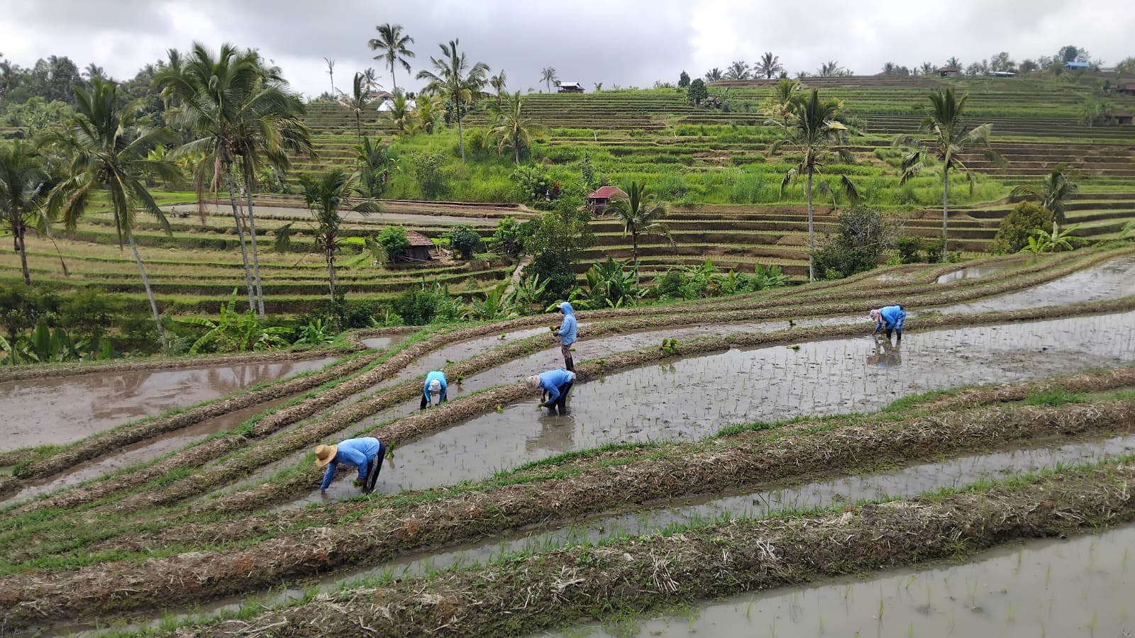 Dokumentasi dari - WWF, Subak dan Peradaban Bali