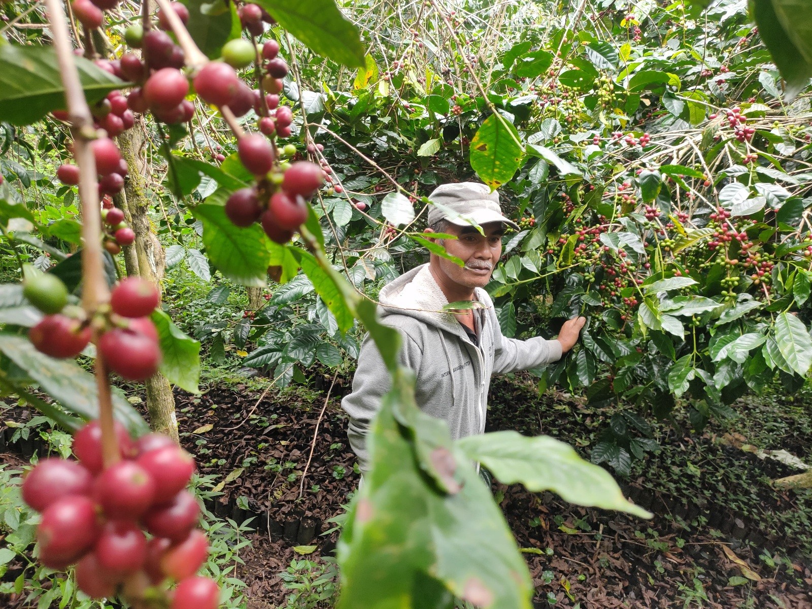 Dokumentasi dari - Kopi Organik Wayan Inwan, Terkenal Hingga Benua Eropa dan Amerika