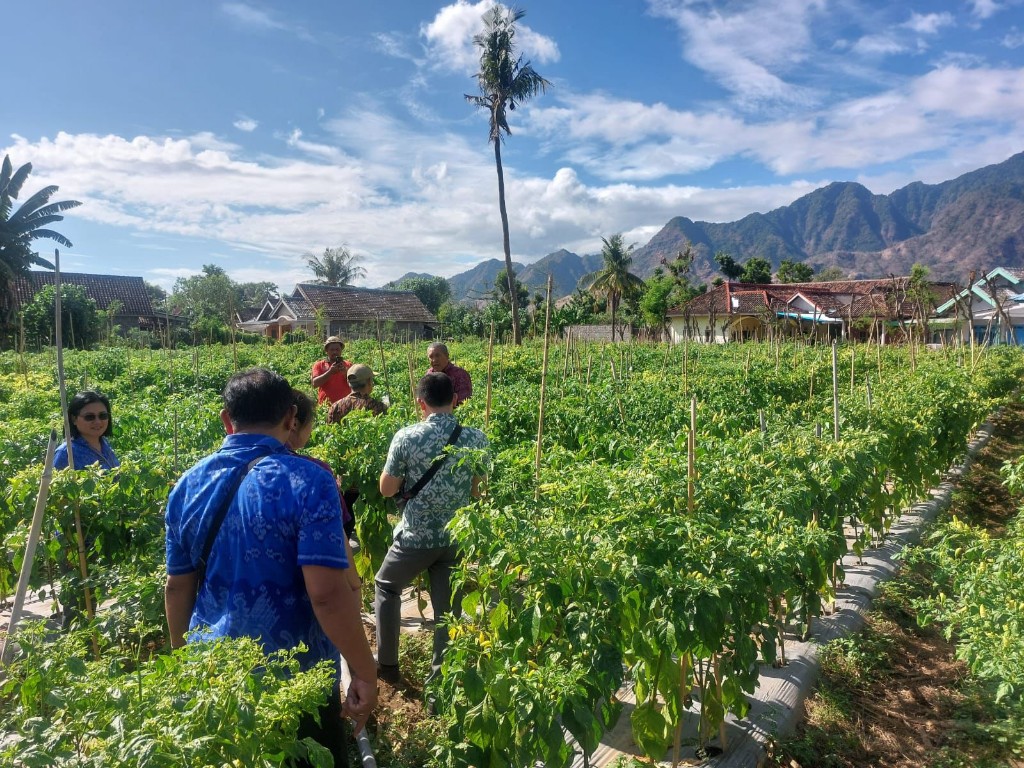 Dokumentasi dari - Kendalikan Inflasi Cabai, Satgas Pangan Buleleng Tinjau Sentra Produksi di Gerokgak